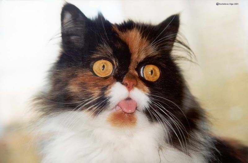 Gatti (27)